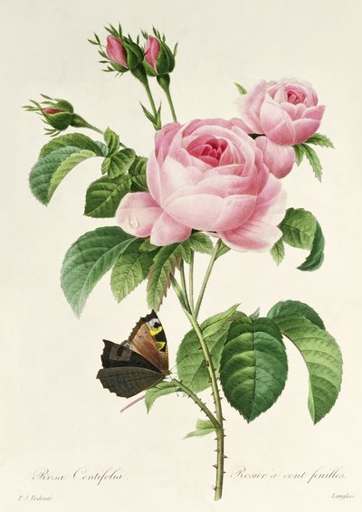 Rosa Centifolia de Pierre Joseph Redouté